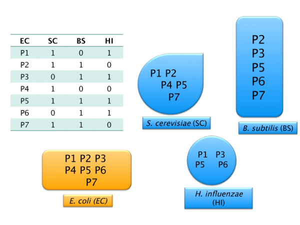 E. coli phylogenetic profile